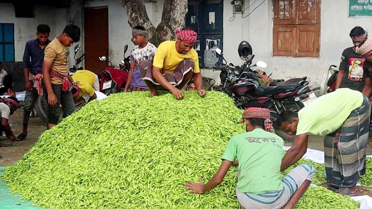 Green Chili Price Skyrockets to Tk 600 per Kg in Ghorashal Green Chili Price Skyrockets to Tk 600 per Kg in Ghorashal