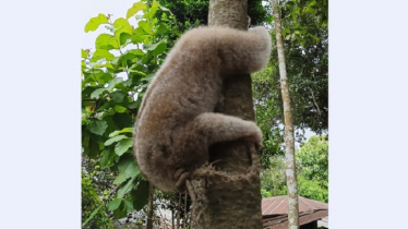 Rare Slow Loris Saved from Village, to Be Released into Wild