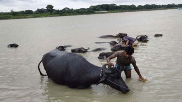 Buffalo Farming Revives Livelihoods in Mymensingh
