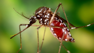 WHO Issues Global Alert Over Chikungunya Resurgence