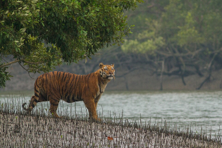 Traffickers Killing More Tigers Than Nature in Sundarbans