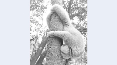 Critically Endangered Primate Rescued in Lama