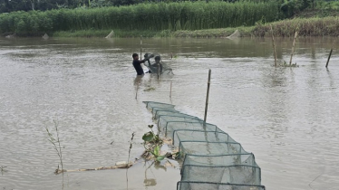 No Action Yet Against Banned Nets in Rajshahi
