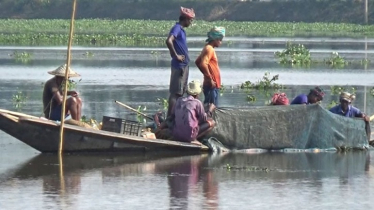 Illegal Fry Harvest Threatens Native Fish in Haor