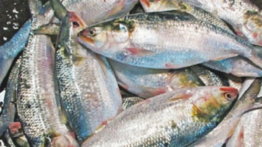 India Seeks Hilsa Exports Ahead of Durga Puja