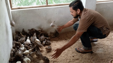 Imran Khan’s Quail Farm Turns into a Model of Self-Reliance