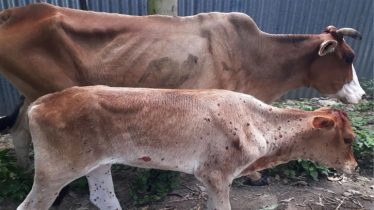 angail Farmers Struggle as LSD Spreads Among Cattle