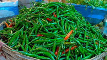 Durgapur Farmers Reap Benefits from Rising Chili Prices