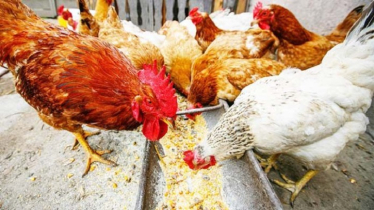 Rising Demand for Sonali Chickens Spurs Shift in Poultry Farming