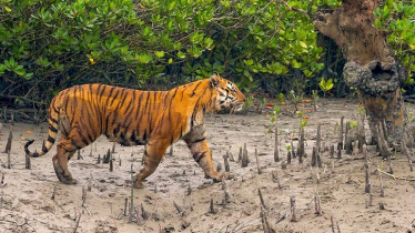 Bengal Tiger Population in Sundarbans Rises to 125