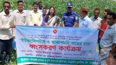 Thakurgaon Bans Invasive Tree Species to Preserve Biodiversity