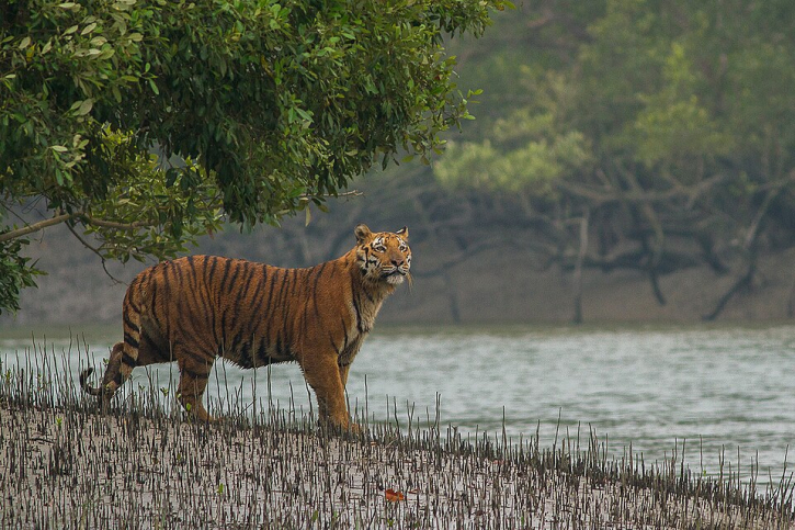 Traffickers Killing More Tigers Than Nature in Sundarbans Traffickers Killing More Tigers Than Nature in Sundarbans