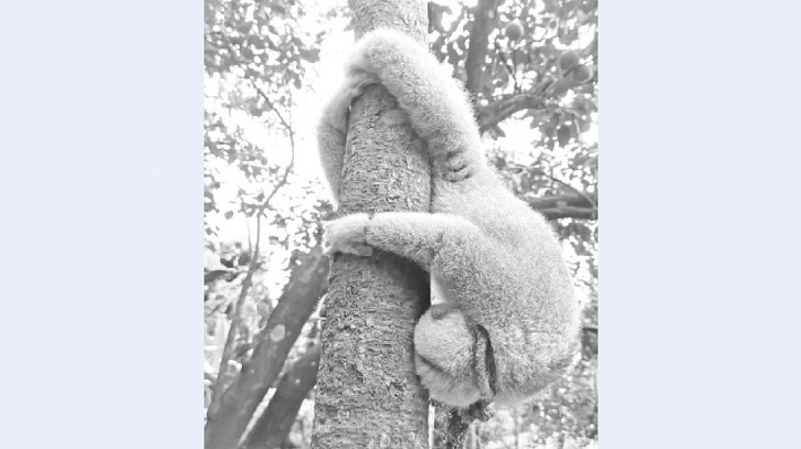 Critically Endangered Primate Rescued in Lama