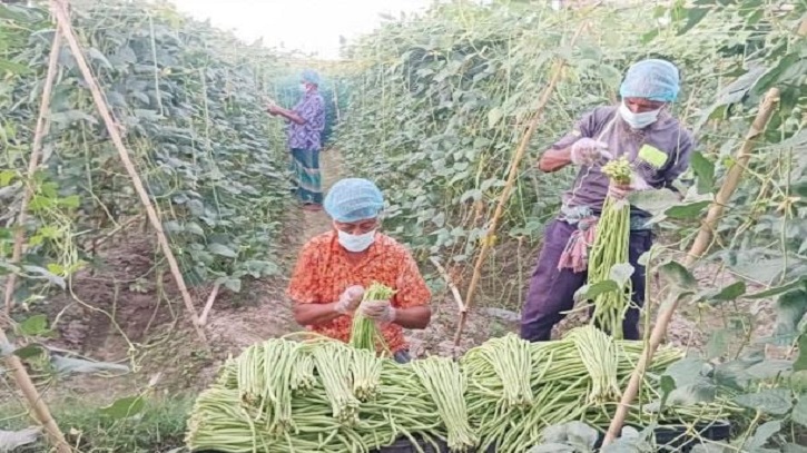 Farmers in Cumilla Adopt Lab-Like Safety for Bean Cultivation Farmers in Cumilla Adopt Lab-Like Safety for Bean Cultivation