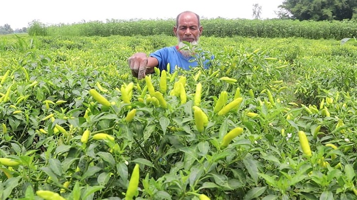 নওগাঁয় কাঁচা মরিচের ফলন বেশি, দাম কম : লোকসানে কৃষক নওগাঁয় কাঁচা মরিচের ফলন বেশি, দাম কম : লোকসানে কৃষক