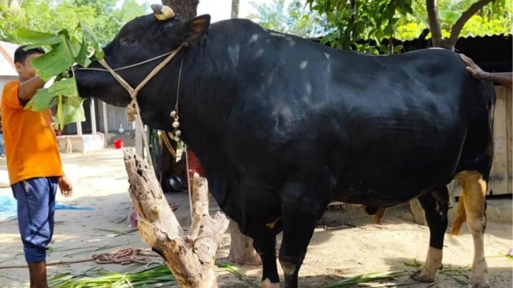 ক্রেতা মেলেনি ৩০ মণের ‘কালো পাহাড়’ গরুটির, চরম হতাশায় কৃষক টুটুল ক্রেতা মেলেনি ৩০ মণের ‘কালো পাহাড়’ গরুটির, চরম হতাশায় কৃষক টুটুল