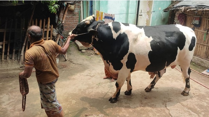 বড় গরুতে লোকসানে খামারি, খরচও ওঠেনি অনেকের বড় গরুতে লোকসানে খামারি, খরচও ওঠেনি অনেকের