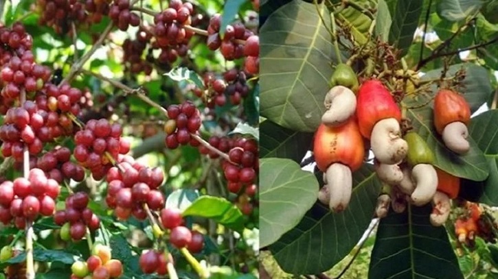 কৃষিতে আয়ের নতুন পথ খুলতে পাহাড়ি অঞ্চলে চাষ হচ্ছে কফি ও কাজুবাদাম কৃষিতে আয়ের নতুন পথ খুলতে পাহাড়ি অঞ্চলে চাষ হচ্ছে কফি ও কাজুবাদাম