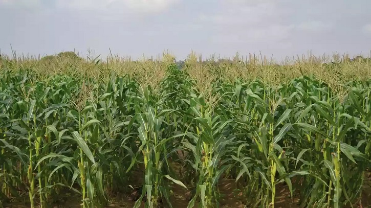 আবহাওয়া অনুকূলে থাকায় এবার ভুট্টার বাম্পার ফলনের সম্ভাবনা আবহাওয়া অনুকূলে থাকায় এবার ভুট্টার বাম্পার ফলনের সম্ভাবনা