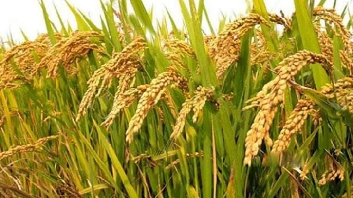 হাবিপ্রবির গবেষণায় উচ্চ ফলনশীল ধান উৎপাদন হাবিপ্রবির গবেষণায় উচ্চ ফলনশীল ধান উৎপাদন