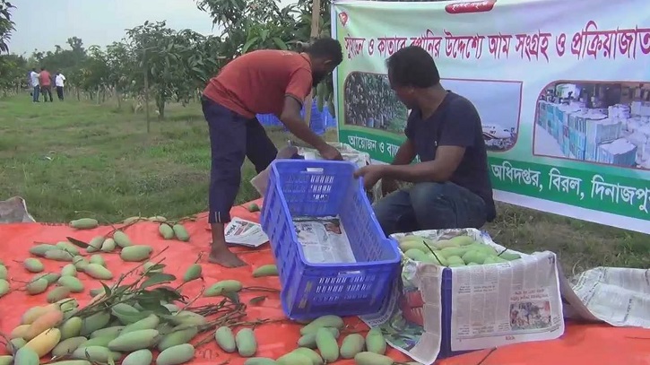 দিনাজপুরের ব্যানানা আম এবার রপ্তানি হচ্ছে ইউরোপে দিনাজপুরের ব্যানানা আম এবার রপ্তানি হচ্ছে ইউরোপে