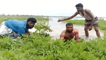 চরভদ্রাসনে ডুবে গেছে ৭ শ একর জমির বাদাম, চরম দুশ্চিন্তায় কৃষকরা