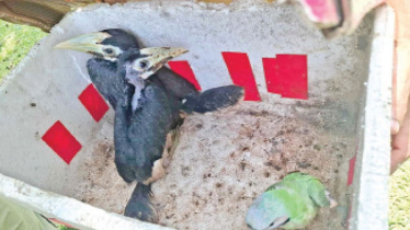 রাঙামাটিতে পাচারকালে ধনেশ ও টিয়া উদ্ধার