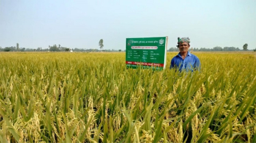 ব্রি-১০২ জাতের ধান চাষে সফল কৃষক