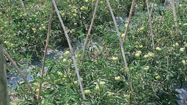 গ্রীষ্মকালীন উচ্চ ফলনশীল টমেটোর চাষ, বাম্পার ফলনে খুশি কৃষক