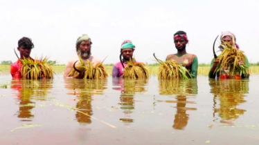 অকাল বন্যা: পানির ভেতর ধান কাটতে হিমশিম খাচ্ছেন কৃষক