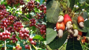 কৃষিতে আয়ের নতুন পথ খুলতে পাহাড়ি অঞ্চলে চাষ হচ্ছে কফি ও কাজুবাদাম