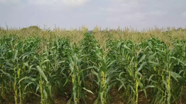 আবহাওয়া অনুকূলে থাকায় এবার ভুট্টার বাম্পার ফলনের সম্ভাবনা