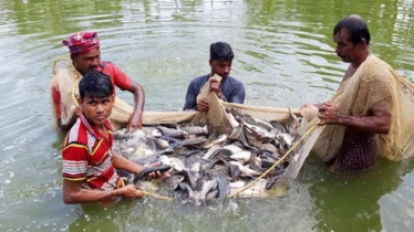 রুই জাতীয় মাছের মিক্সো-বোলিয়াসিস রোগের চিকিৎসা