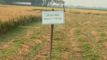 আর্সেনিক প্রবণ এলাকায় ধান উৎপাদনে নতুন দিগন্তের সূচনা