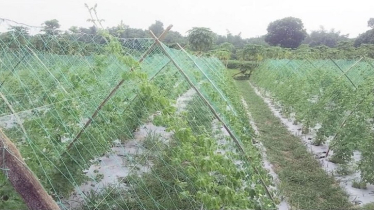 করলা চাষে ব্যাপক সাফল্য অর্জন, ভালো দাম পাচ্ছেন কৃষকরা