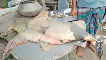 পদ্মা নদীতে জেলের বড়শিতে ধরা পড়লো ৪২ কেজির বাঘাইড়