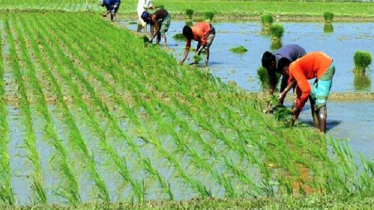 পতিত জমির ব্যবহার, চট্টগ্রাম কৃষি অঞ্চলে ধান আবাদে আগ্রহ বাড়ছে  