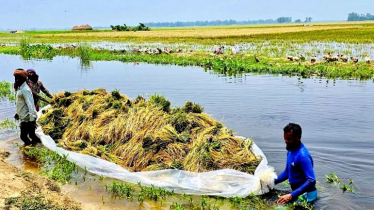 আগাম বন্যায় চলনবিলের কৃষকদের স্বপ্ন এখন পানির নিচে