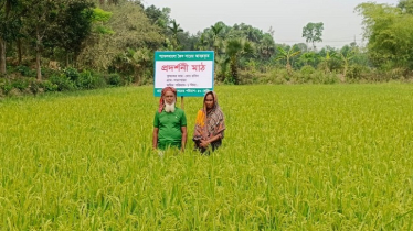 কীটনাশক ছাড়া জৈব সারে ধানের বাম্পার ফলন