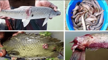 মাছ চাষে বিভিন্ন সমস্যা ও প্রতিকার