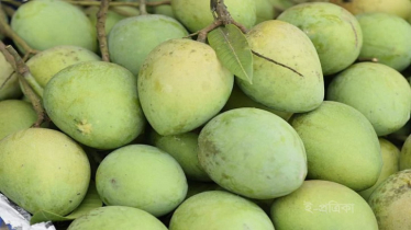১৫০ কোটি টাকার হাঁড়িভাঙা আম বিক্রির আশা, রপ্তানি হবে তিন দেশে