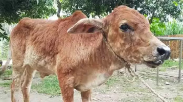 ল্যাম্পিংস্কিন রোগে আক্রান্ত গবাদি পশু, আতঙ্কে খামারিরা