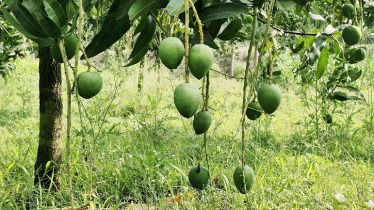 আষাঢ়ের বৃষ্টিতে জনজীবনে স্বস্তি,আম চাষিদের ব্যাপক উপকার 