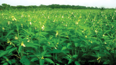 মানিকগঞ্জে তিল উৎপাদন বেড়েছে