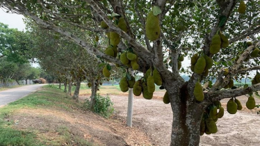 চলতি মৌসুমে মেহেরপুরে কাঁঠালের অধিক ফলন