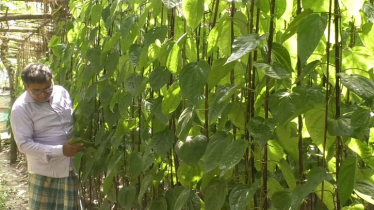 সম্ভাবনাময় অর্থকরী ফসল পান চাষে আগ্রহ হারাচ্ছেন কৃষকরা 