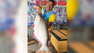 পদ্মায় জেলের জালে ধরা এক পাঙ্গাসের দাম ৫০ হাজার টাকা