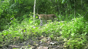 চট্টগ্রামের গহীন অরণ্যে চিতা বাঘের অস্তিত্বের প্রমাণ মিলল