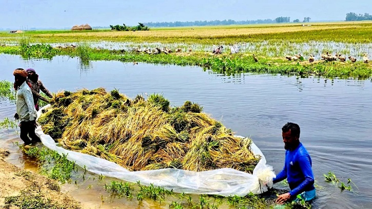 আগাম বন্যায় চলনবিলের কৃষকদের স্বপ্ন এখন পানির নিচে
