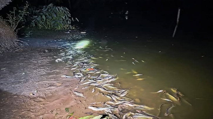 বিষ প্রয়োগে ৩০ লাখ টাকার মাছ নিধন বিষ প্রয়োগে ৩০ লাখ টাকার মাছ নিধন